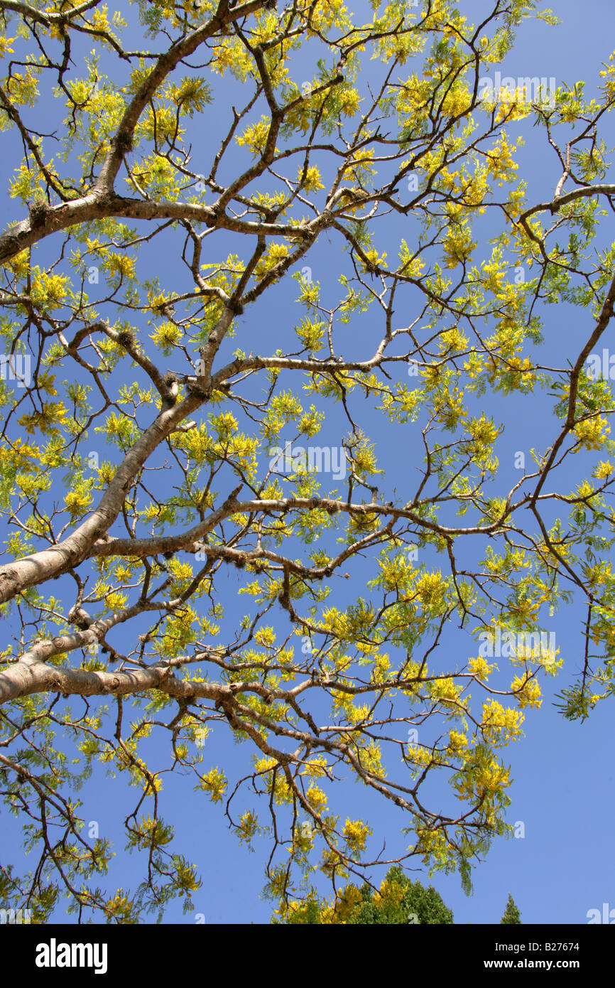 Acacia Tree, Monte Alban, near Oaxaca City, Oaxaca, Mexico Stock Photo