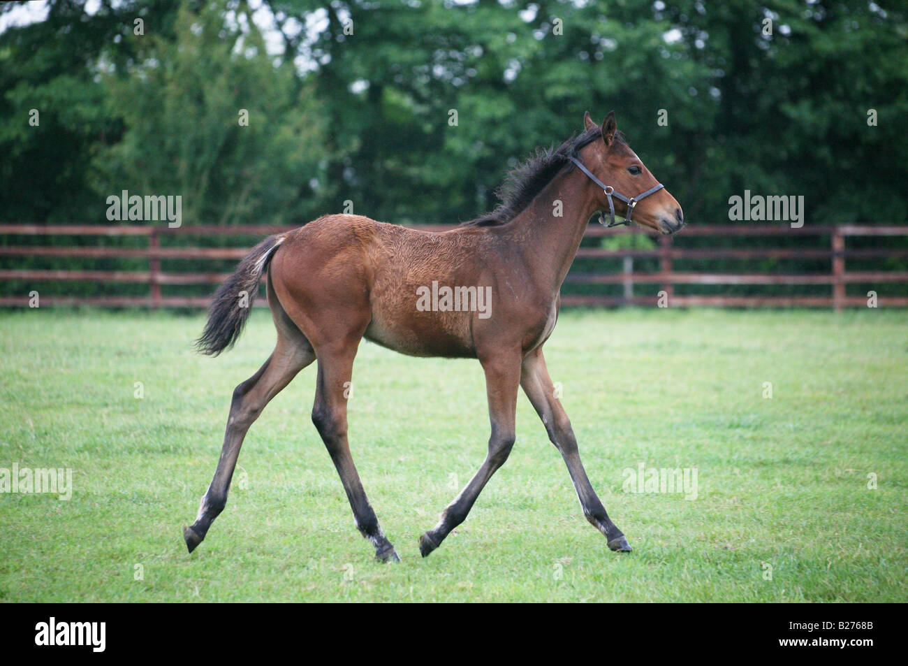 A Foal in a paddock on a Stud Farm for race horses in Suffolk Local Caption www.georgeimpeyphotographer.co.uk Stock Photo