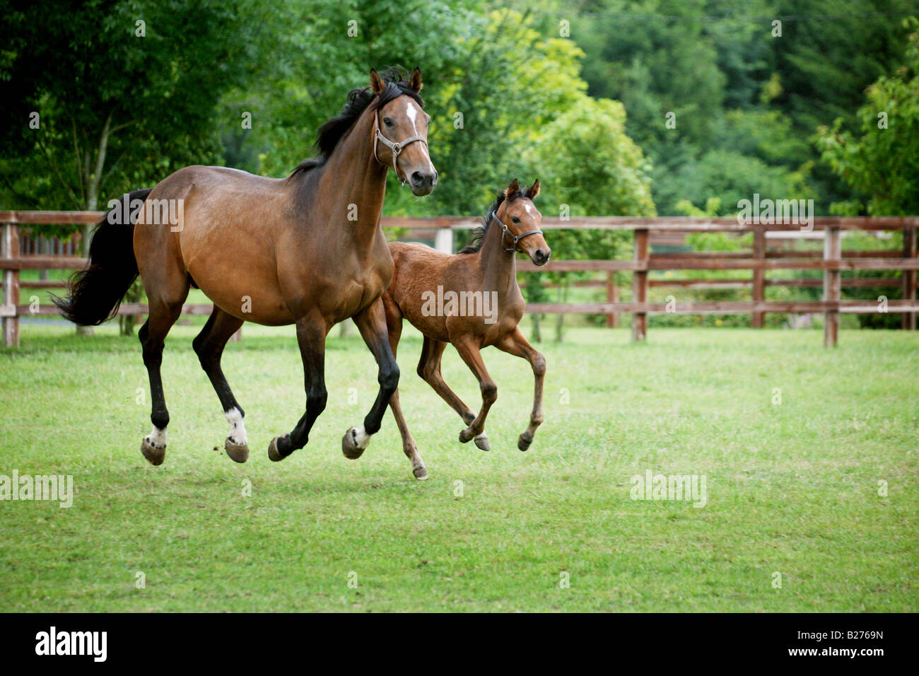 Foal and Mare in a paddock on a Stud Farm for race horses in Suffolk Local Caption www.georgeimpeyphotographer.co.uk Stock Photo