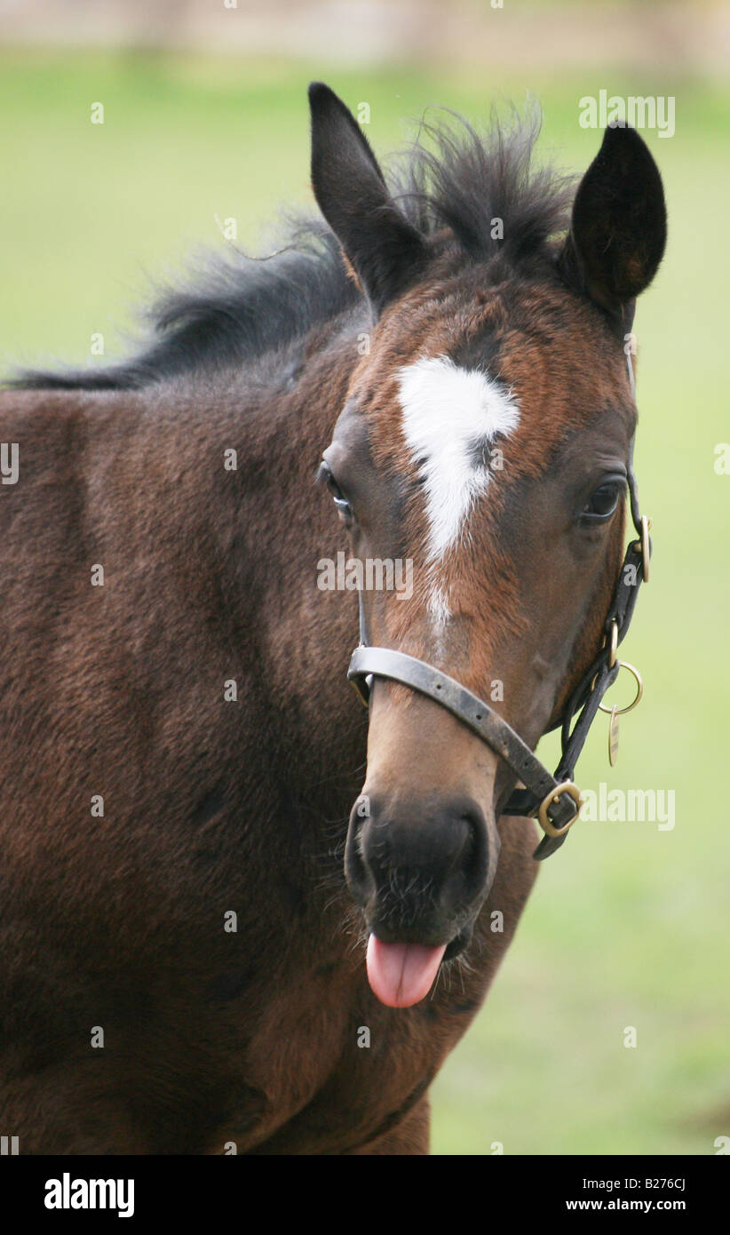 Foal sticking out its tongue in a paddock on a Stud Farm for race horses in Suffolk www.georgeimpeyphotographer.co.uk Stock Photo