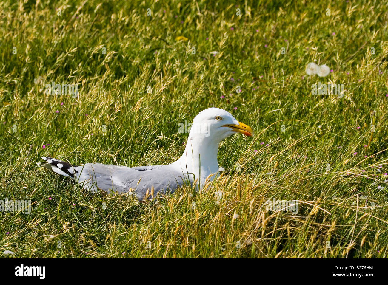 HERRING GULL ON NEST Stock Photo Alamy