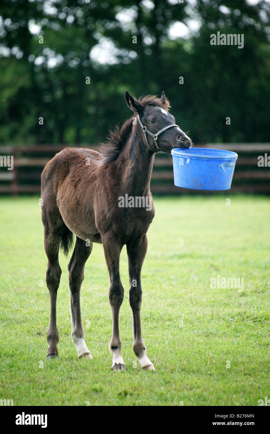 Foal playing with its empty feed bucket in a paddock on a Stud Farm for race horses in Suffolk www.georgeimpeyphotographer.co. Stock Photo