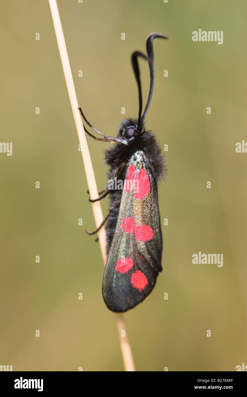 Six-spot Burnet Moth (Zygaena filipendulae) resting on dead grass stem Stock Photo