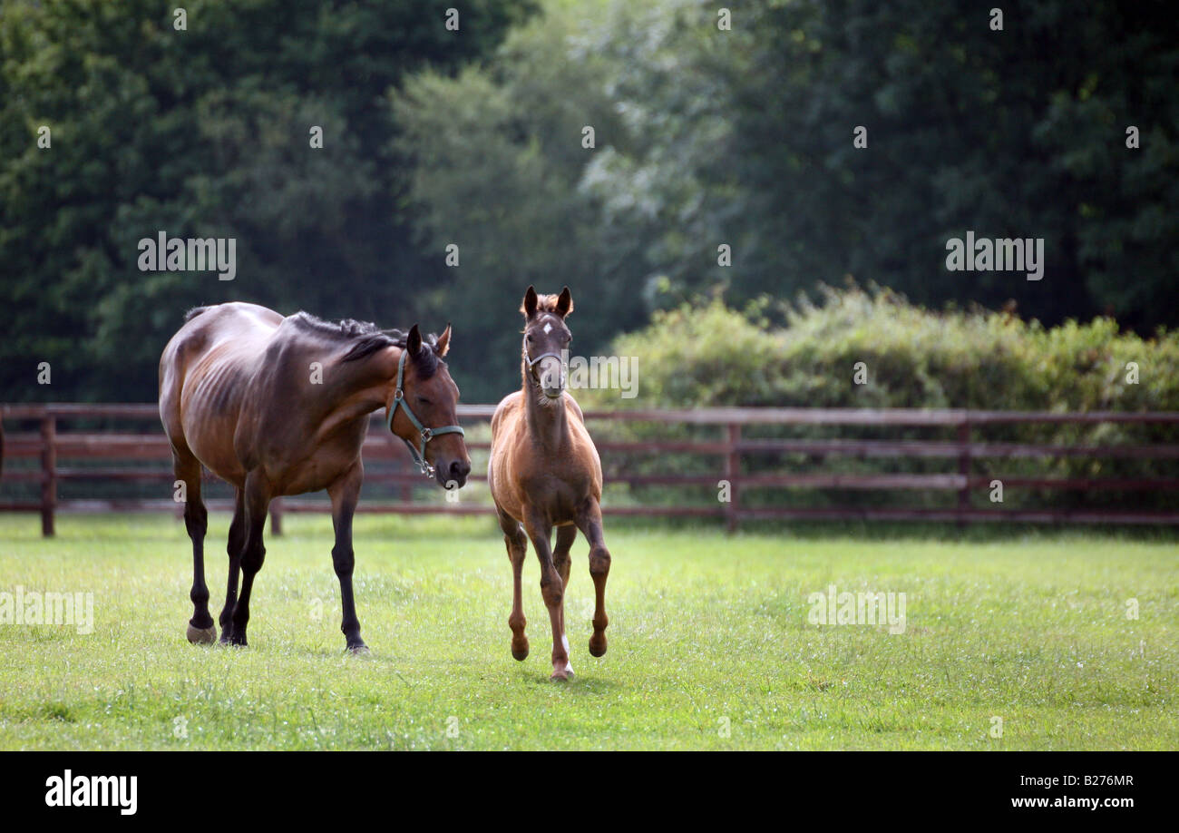 Foal and Mare in a paddock on a Stud Farm for race horses in Suffolk Local Caption www georgeimpeyphotographer co uk Stock Photo