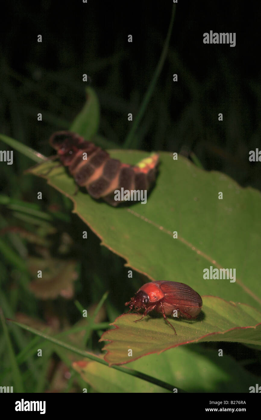 Glow-worm (Lampyris noctiluca) and Chafer Beetle. Stock Photo
