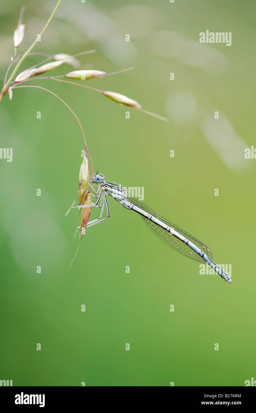 White legged damselfly hi-res stock photography and images - Alamy