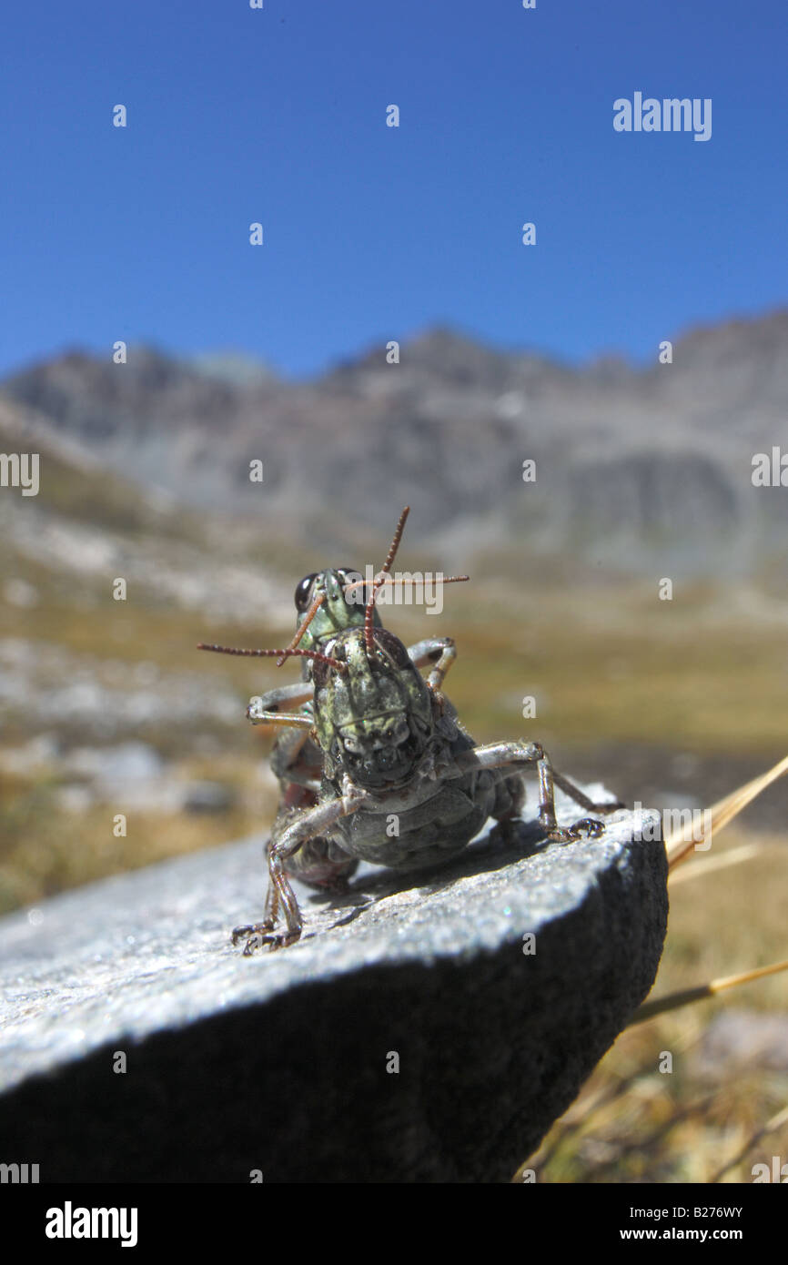 cricket coupling optoptera accoppiamento ortotteri cavalletta cavallette insetti montagna vallone del Louson Cogne Parco Naziona Stock Photo