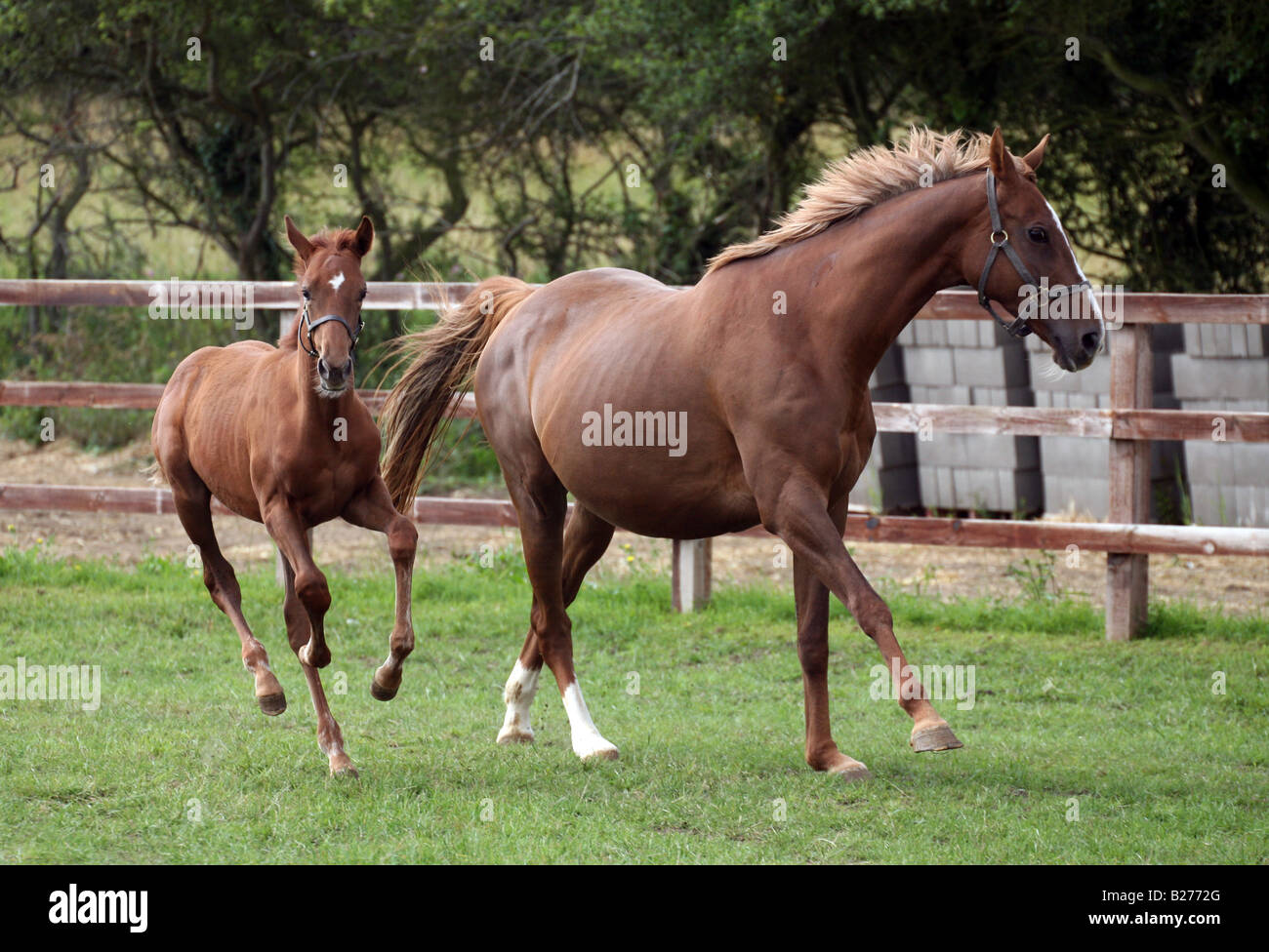 Foal and Mare in a paddock on a Stud Farm for race horses in Suffolk