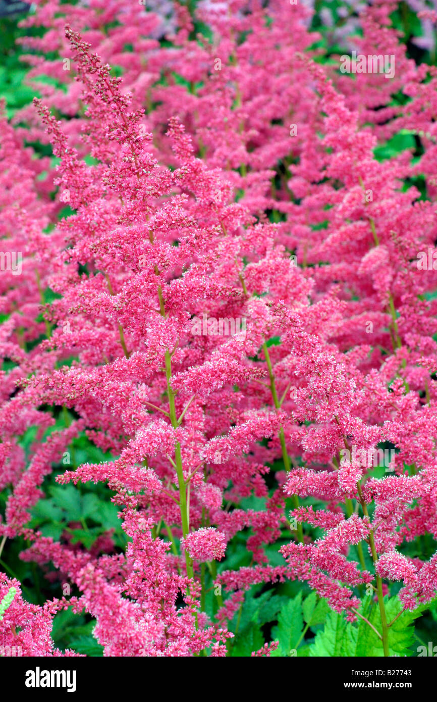 ASTILBE GERTRUD BRIX NATIONAL COLLECTION OF ASTILBE AT MARWOOD HILL GARDENS NORTH DEVON Stock Photo