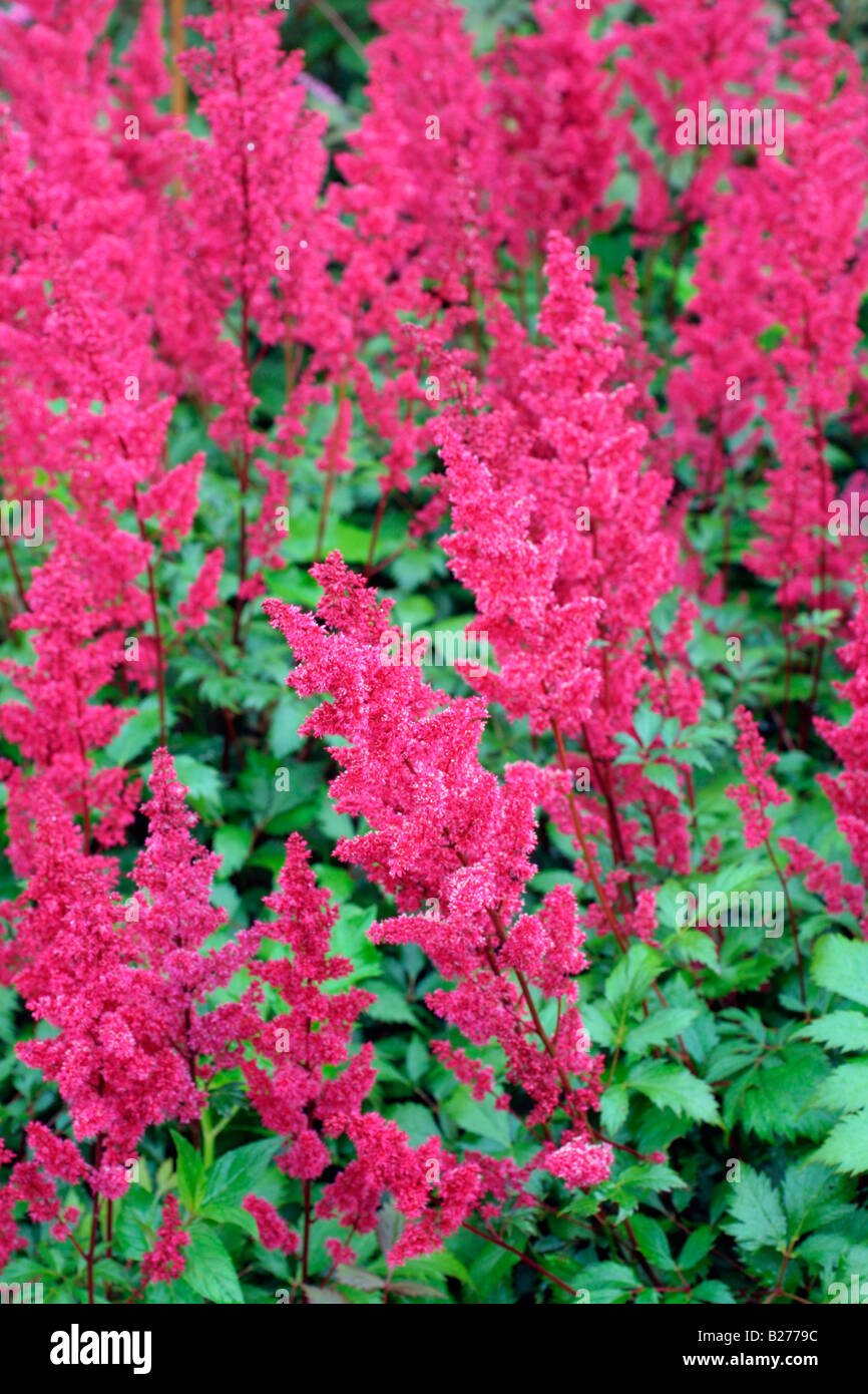 ASTILBE ETNA AT NATIONAL COLLECTION OF ASTILBE AT MARWOOD HILL GARDENS NORTH DEVON Stock Photo
