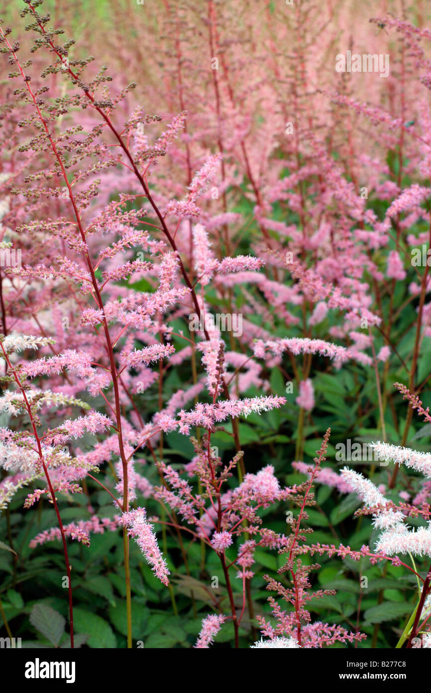 ASTILBE JUNO AT NATIONAL COLLECTION OF ASTILBE AT MARWOOD HILL GARDENS NORTH DEVON Stock Photo