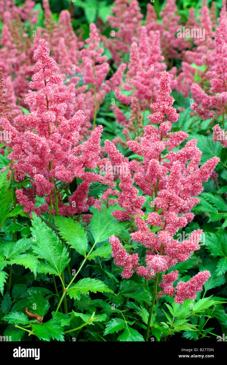 ASTILBE KÖLN SYN COLOGNE IN NATIONAL COLLECTION OF ASTILBE AT MARWOOD HILL GARDENS NORTH DEVON Stock Photo