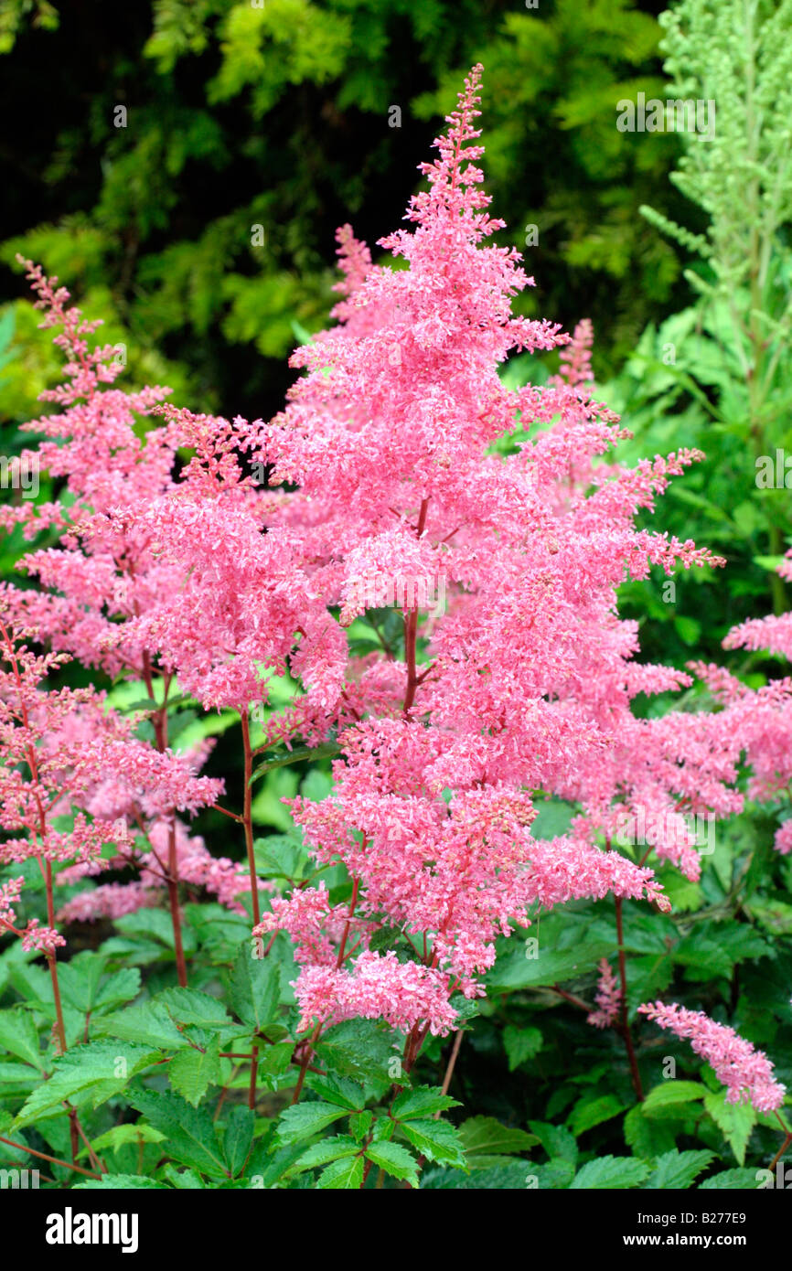 ASTILBE RHYTHM AND BLUES NATIONAL COLLECTION OF ASTILBE AT MARWOOD HILL GARDENS NORTH DEVON Stock Photo