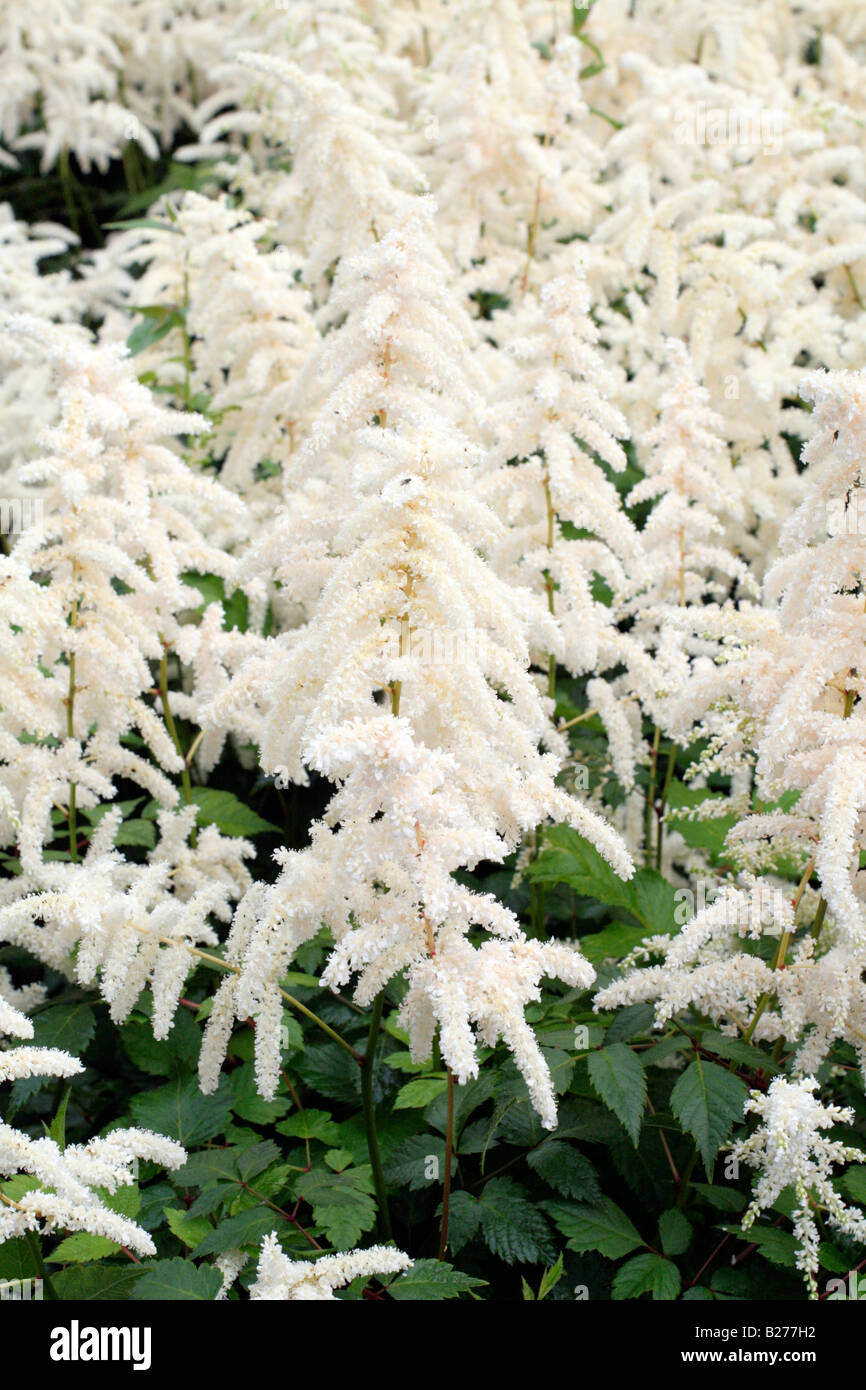 ASTILBE DEUTSCHLAND IN THE NATIONAL COLLECTION OF ASTILBE AT MARWOOD HILL GARDENS NORTH DEVON Stock Photo