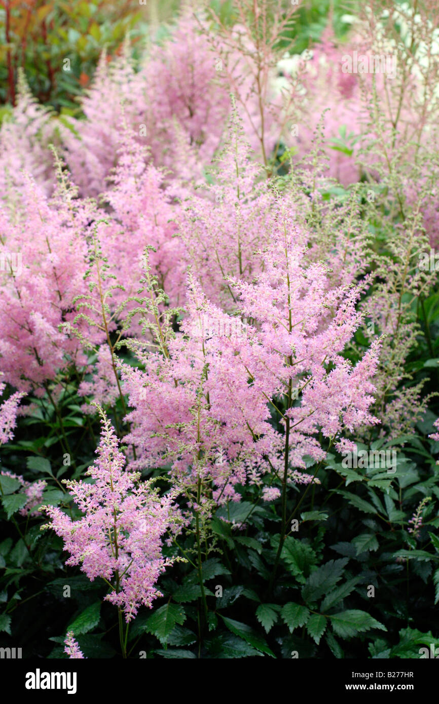 ASTILBE AMERIKA SYN AMERICA IN THE NATIONAL COLLECTION OF ASTILBE AT MARWOOD HILL GARDENS NORTH DEVON Stock Photo
