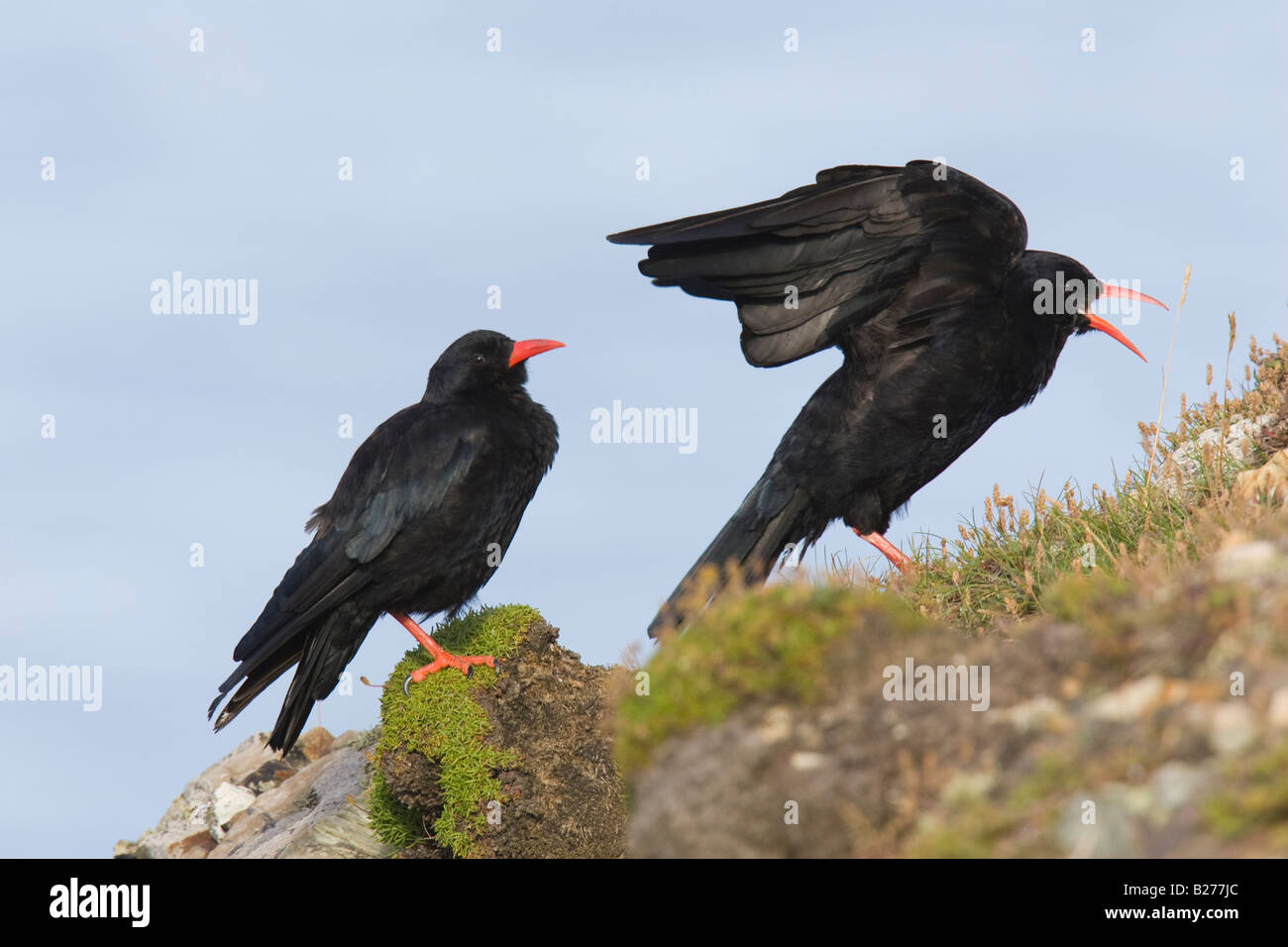 Pair of Red-legged Choughs (Pyrrhocorax pyrrhocorax) on cliff top Stock Photo