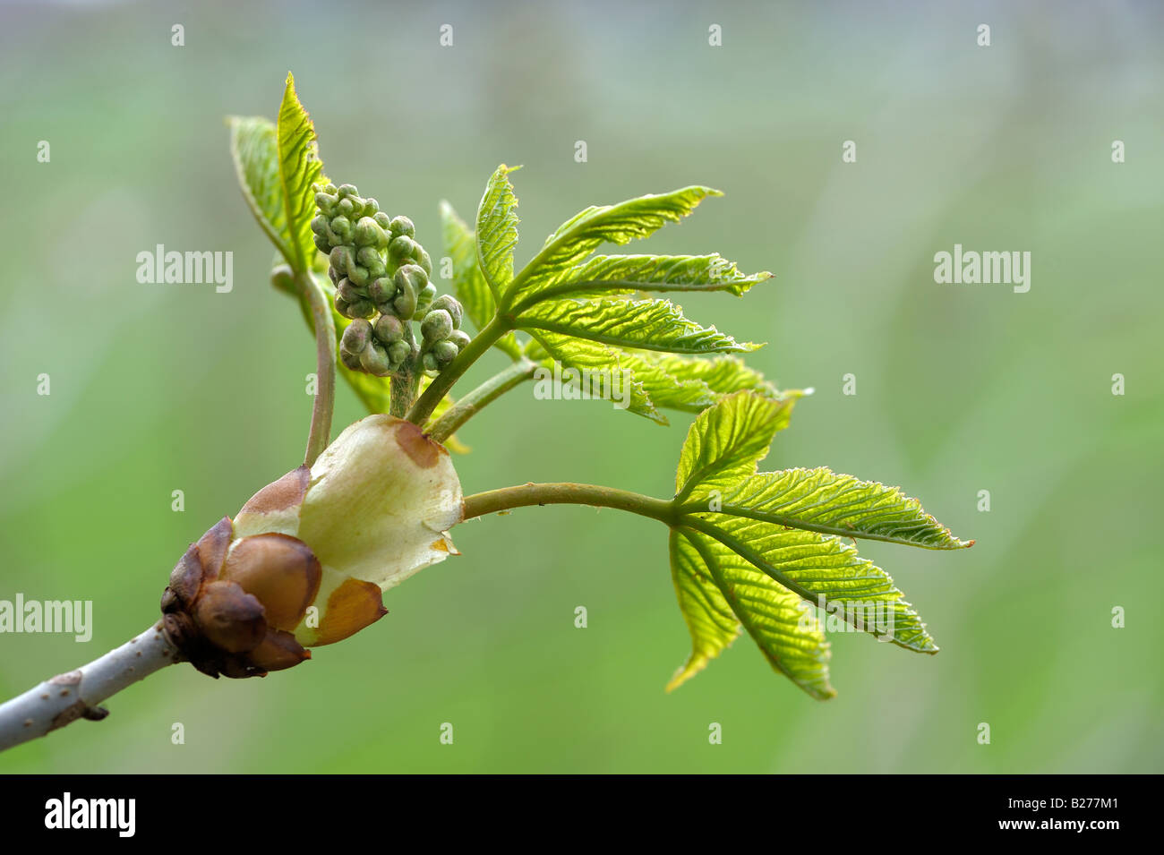 Horse chestnut leaves and flower just emerging in early spring Stock Photo