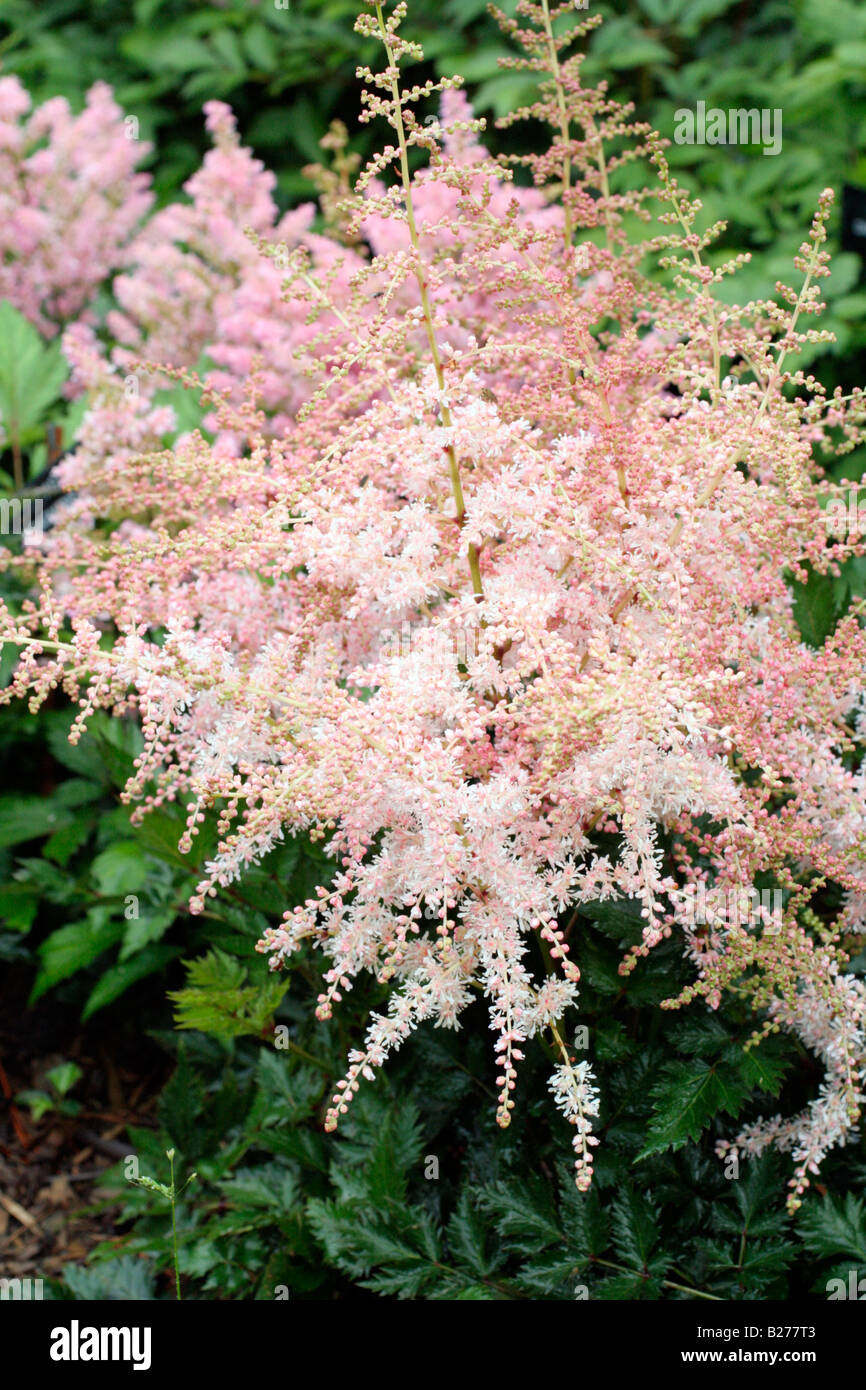 ASTILBE RADIUS NATIONAL COLLECTION OF ASTILBE AT MARWOOD HILL GARDENS NORTH DEVON Stock Photo