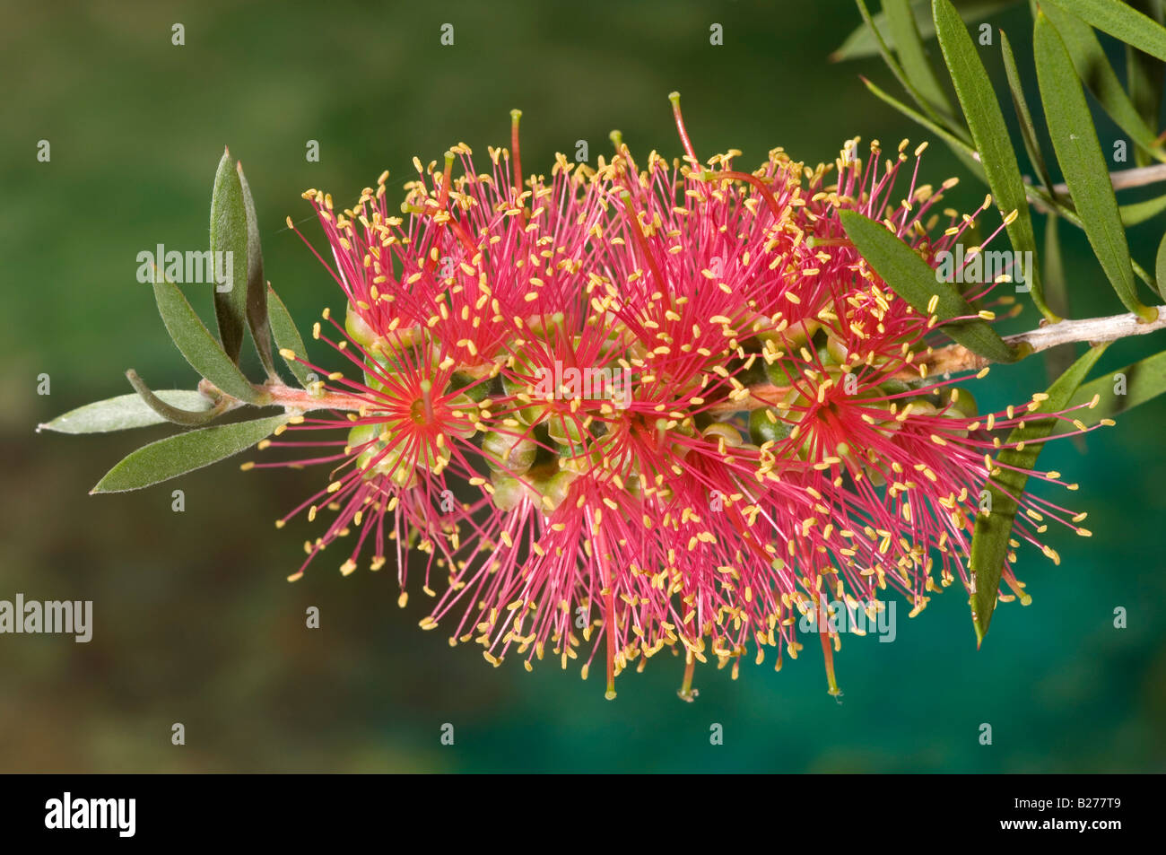 Scarlet bottlebrush flower Stock Photo - Alamy