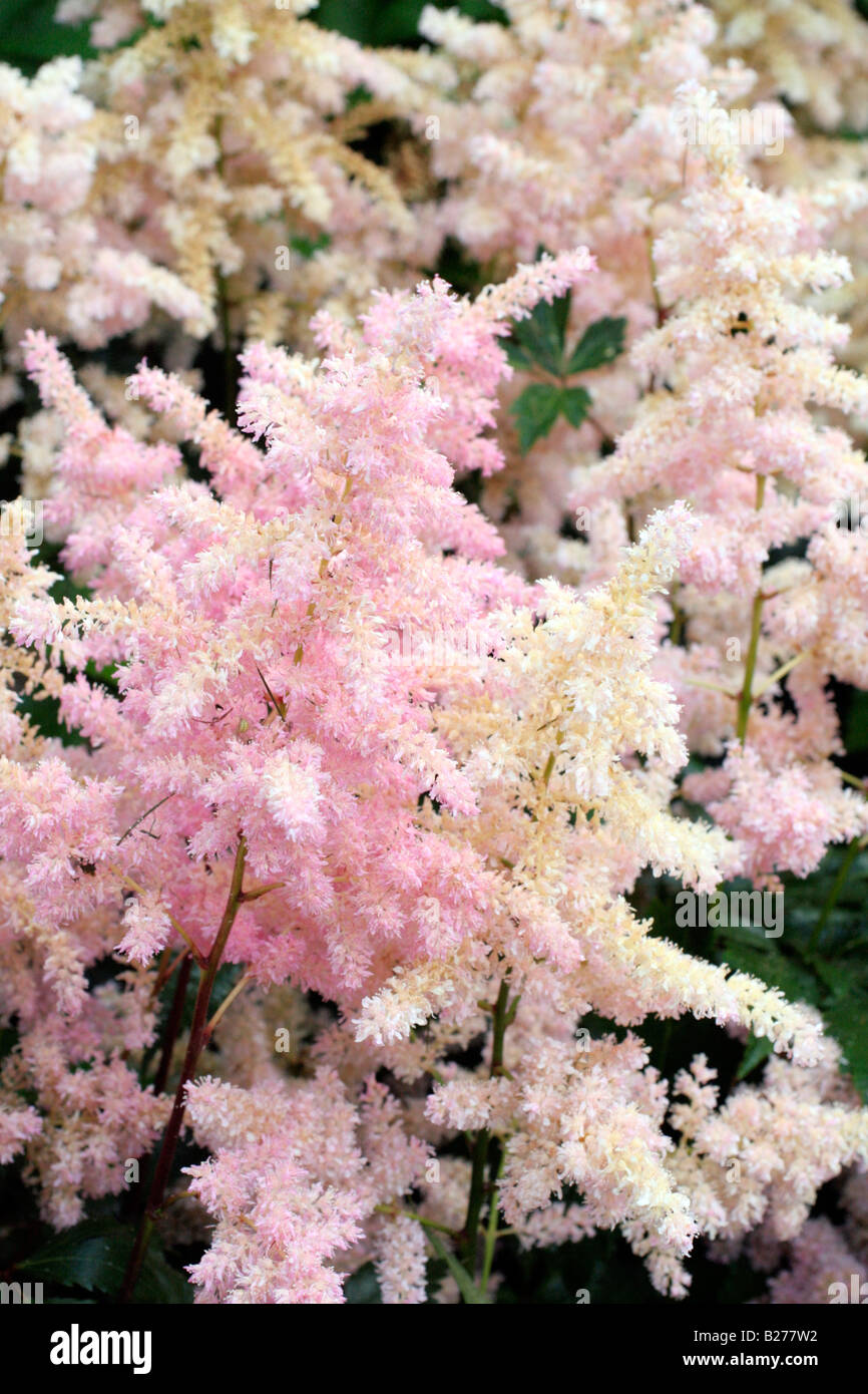 ASTILBE EUROPA IN THE NATIONAL COLLECTION OF ASTILBE AT MARWOOD HILL GARDENS NORTH DEVON Stock Photo