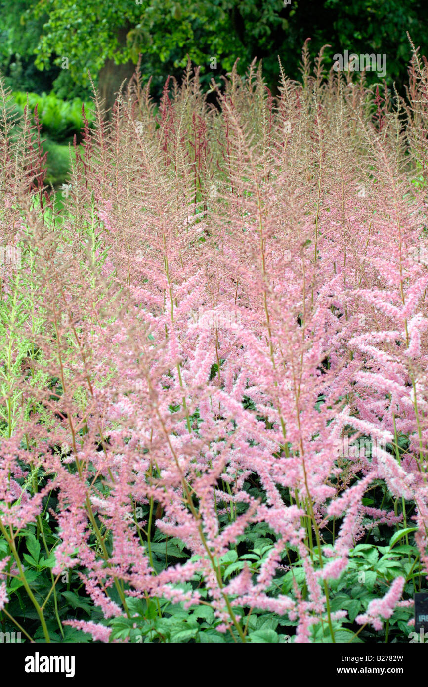 ASTILBE IRENE ROTTSIEPIER IN THE NATIONAL COLLECTION OF ASTILBE AT MARWOOD HILL GARDENS NORTH DEVON Stock Photo