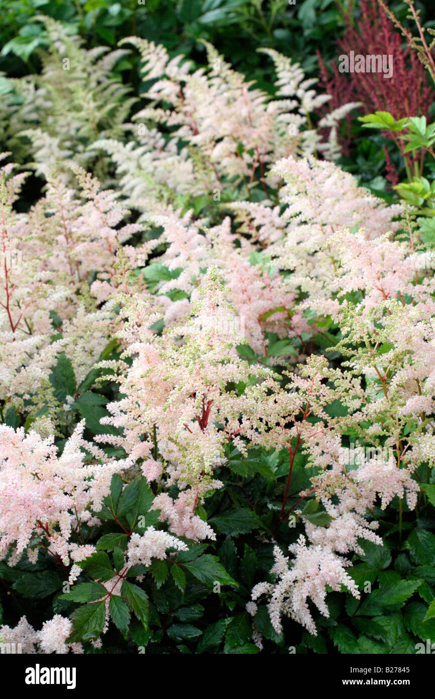 ASTILBE X ROSEA QUEEN ALEXANDRA IN THE NATIONAL COLLECTION OF ASTILBE AT MARWOOD HILL GARDENS NORTH DEVON Stock Photo