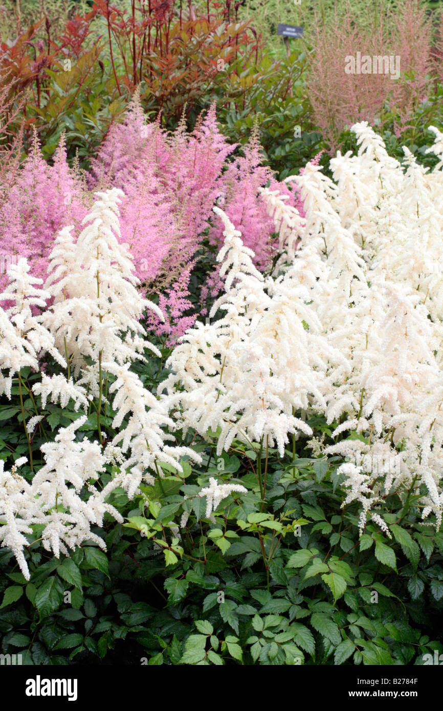 ASTILBE DEUTSCHLAND WHITE WITH ASTILBE AMERIKA SYN AMERICA IN THE NATIONAL COLLECTION OF ASTILBE AT MARWOOD HILL GARDENS Stock Photo