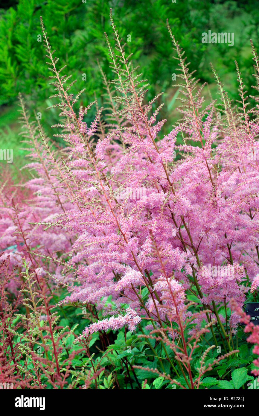 ASTILBE AMETHYST AT NATIONAL COLLECTION OF ASTILBE AT MARWOOD HILL GARDENS NORTH DEVON Stock Photo