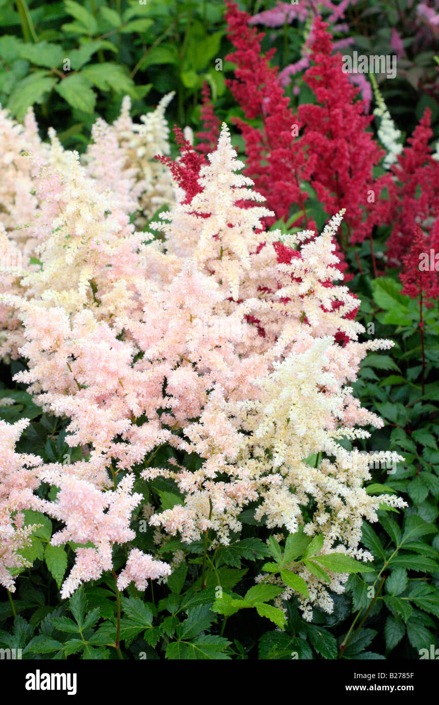 ASTILBE PEACH BLOSSOM AT NATIONAL COLLECTION OF ASTILBE AT MARWOOD HILL GARDENS NORTH DEVON Stock Photo