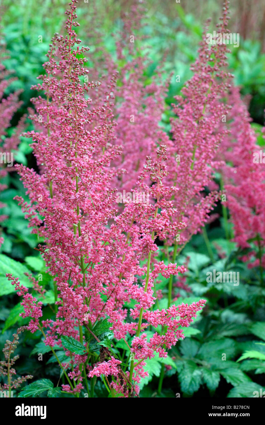 ASTILBE KOBLENZ IN THE NATIONAL COLLECTION OF ASTILBE AT MARWOOD HILL GARDENS NORTH DEVON Stock Photo
