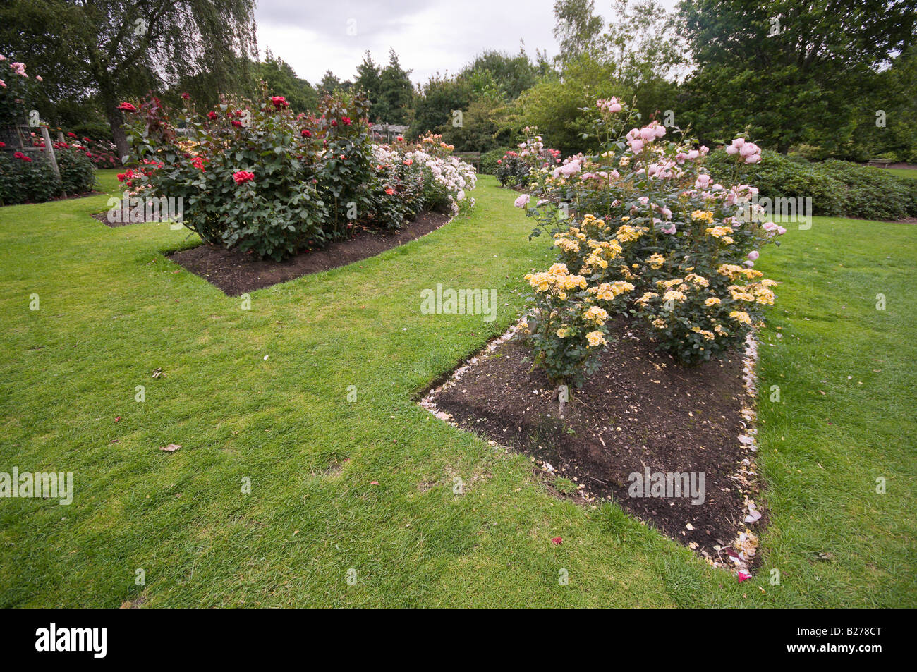 Rose garden in Dixon Park, Belfast Stock Photo