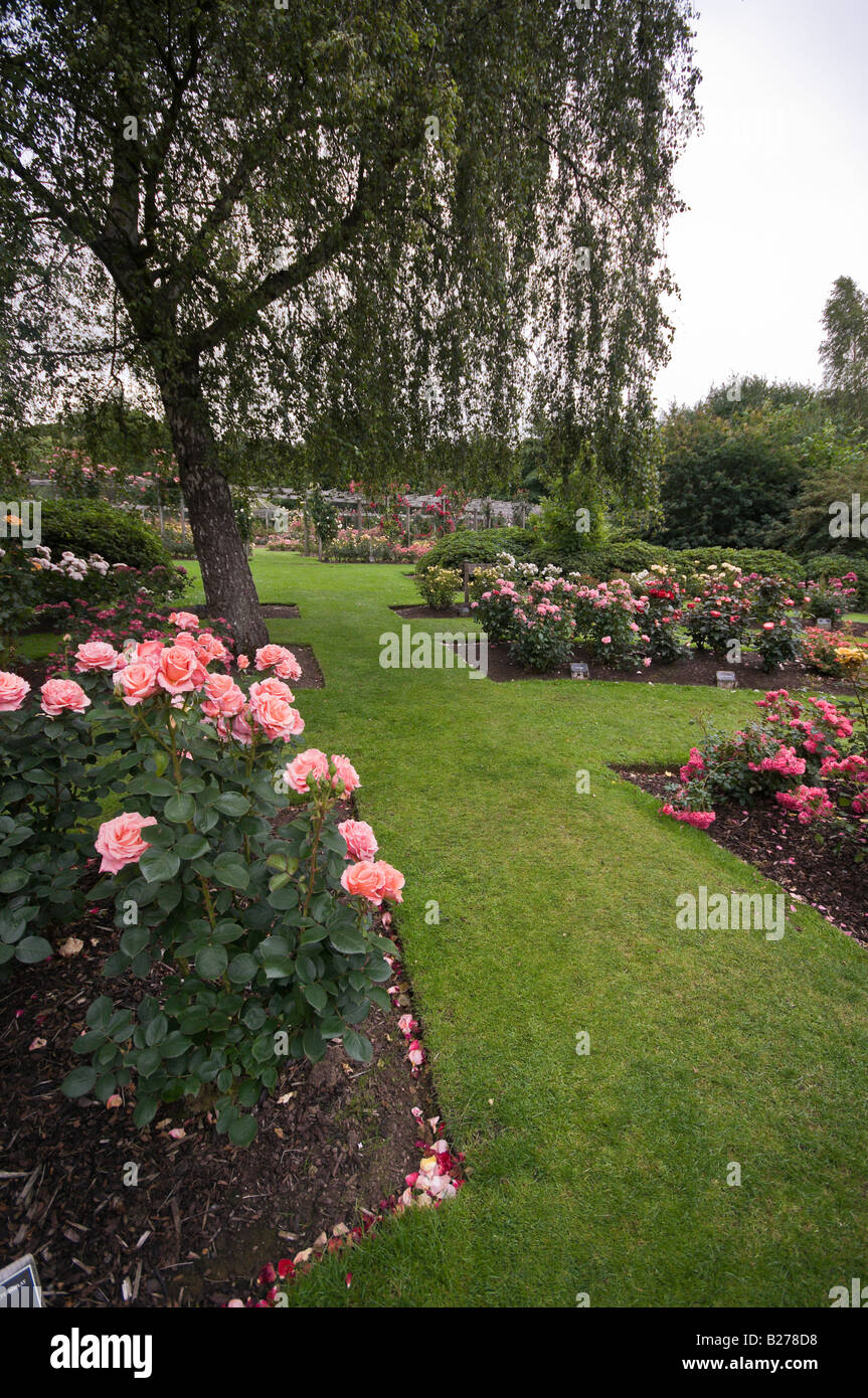 Rose garden in Dixon Park, Belfast Stock Photo