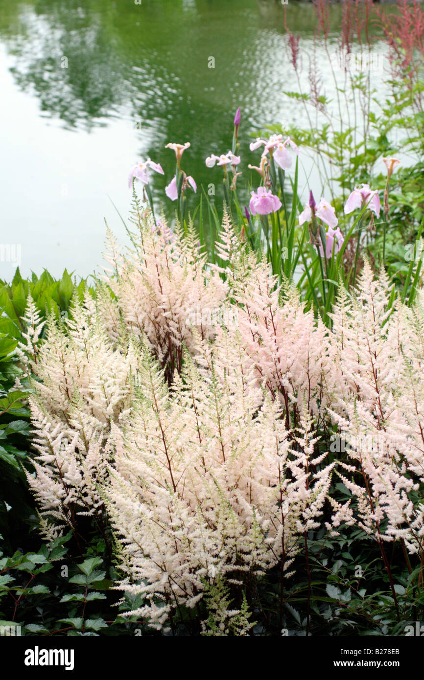 ASTILBE BRONCELAUB SYN BRONZLAUB IN THE NATIONAL COLLECTION OF ASTILBE AT MARWOOD HILL GARDENS NORTH DEVON Stock Photo