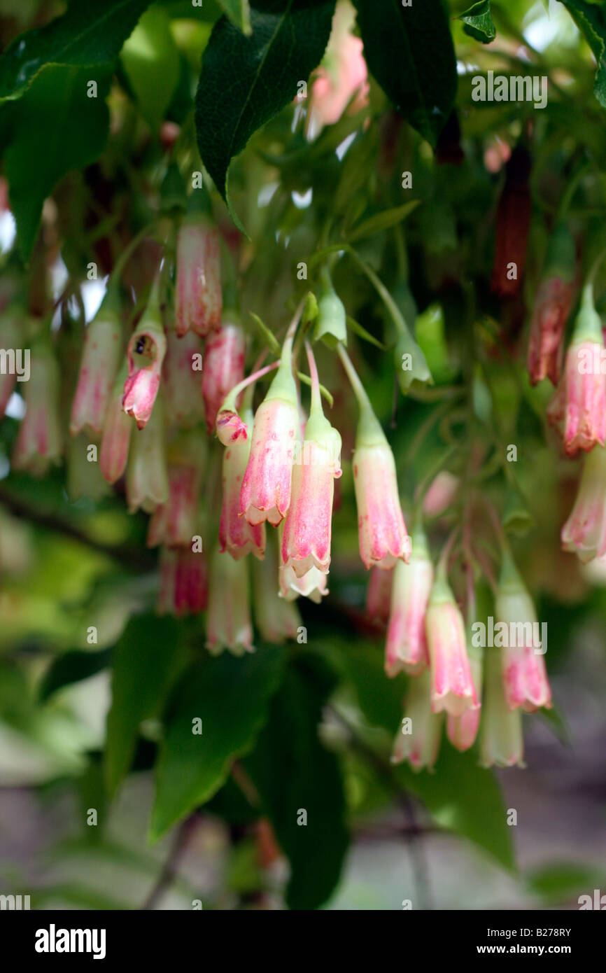 VACCINIUM CYLINDRACEUM AT MARWOOD HILL GARDENS NORTH DEVON Stock Photo