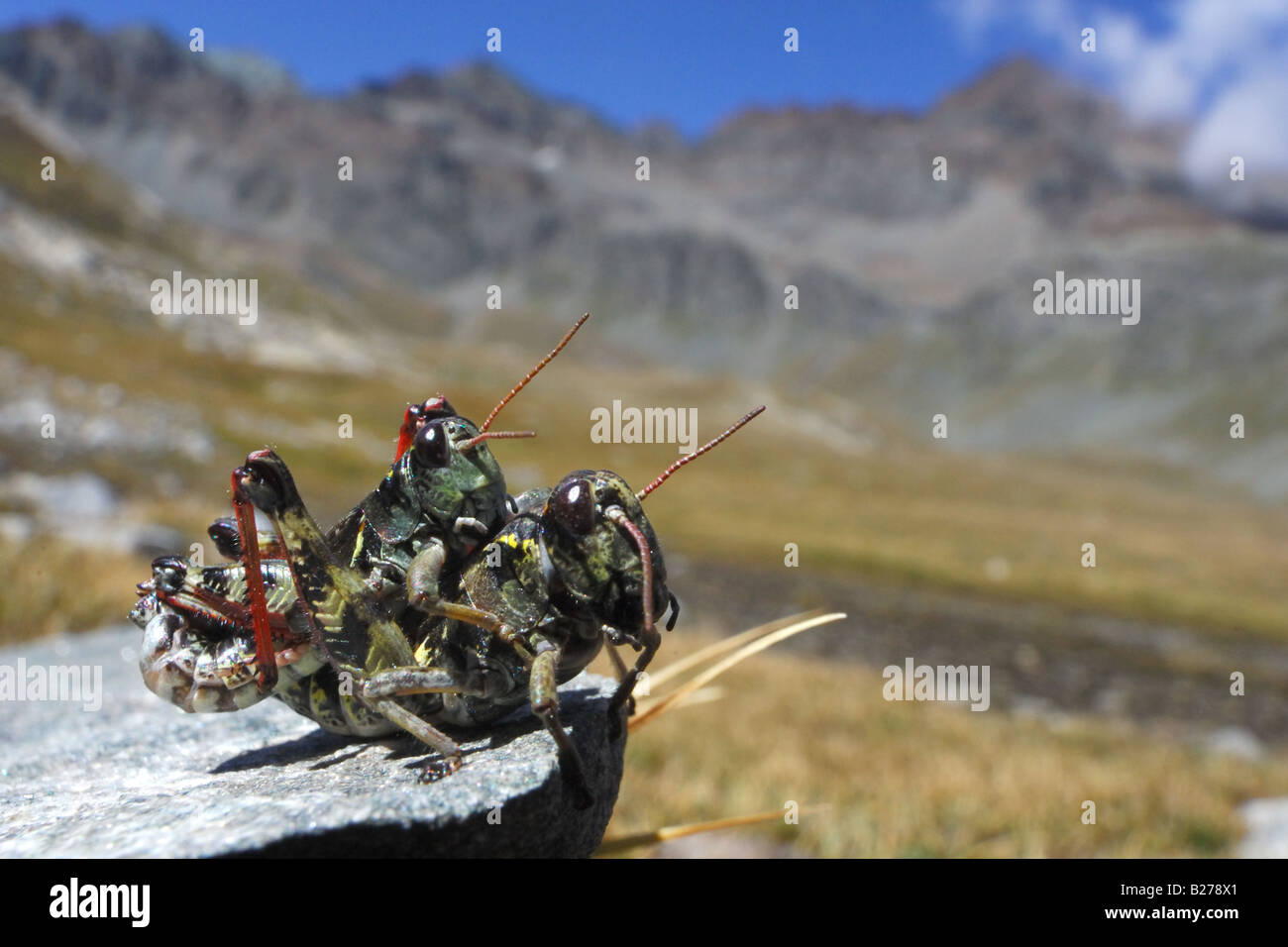 cricket coupling optoptera accoppiamento ortotteri cavalletta cavallette insetti montagna vallone del Louson Cogne Parco Naziona Stock Photo