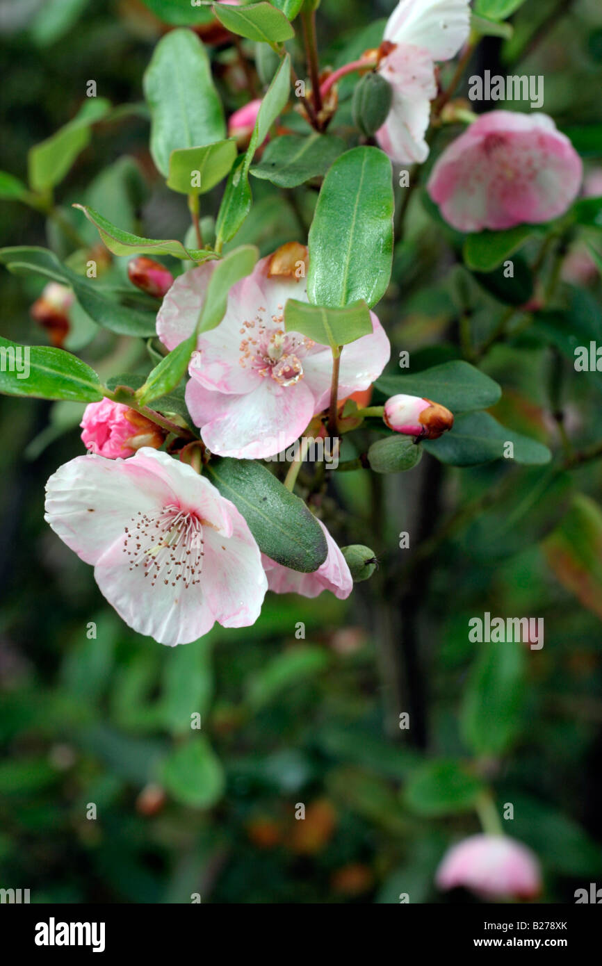 EUCRYPHIA LUCIDA BALLERINA AT MARWOOD HILL GARDENS NORTH DEVON Stock Photo