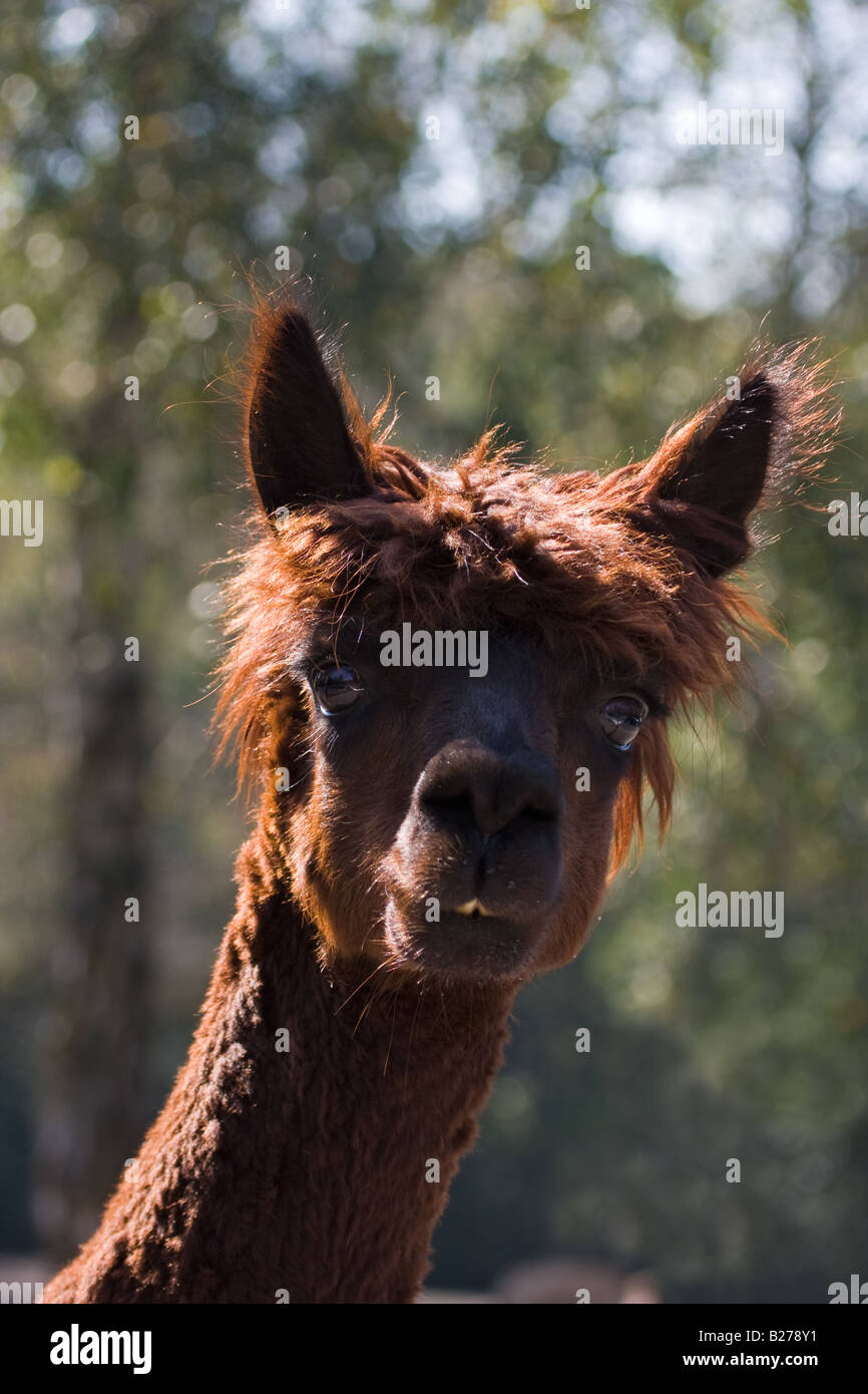 head of a Alpaca - Vicugna pacos Stock Photo