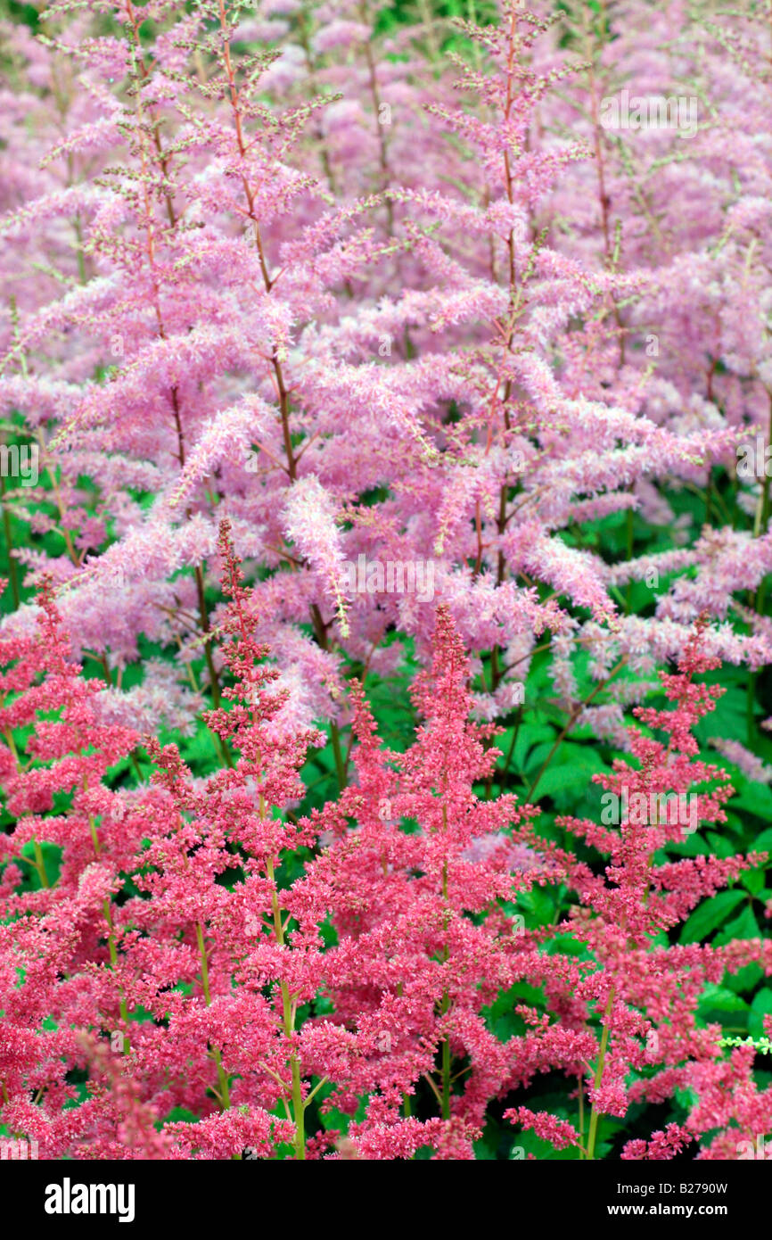 ASTILBE GERTRUD BRIX FRONT AND ASTILBE AMETHYST AT NATIONAL COLLECTION OF ASTILBE AT MARWOOD HILL GARDENS NORTH DEVON Stock Photo