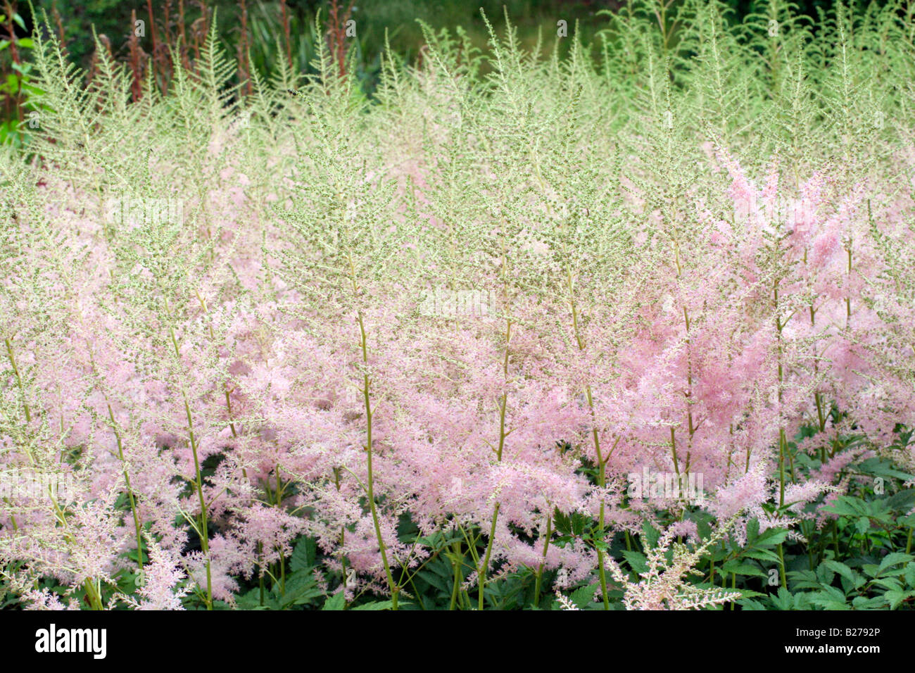 ASTILBE CERES IN NATIONAL COLLECTION OF ASTILBE AT MARWOOD HILL GARDENS NORTH DEVON Stock Photo