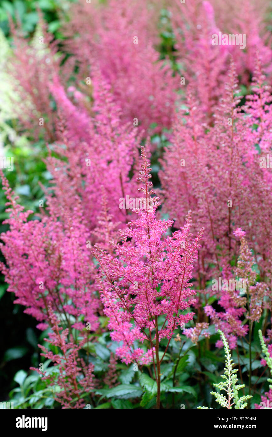 ASTILBE ELIZABETH IN THE NATIONAL COLLECTION OF ASTILBE AT MARWOOD HILL GARDENS NORTH DEVON Stock Photo