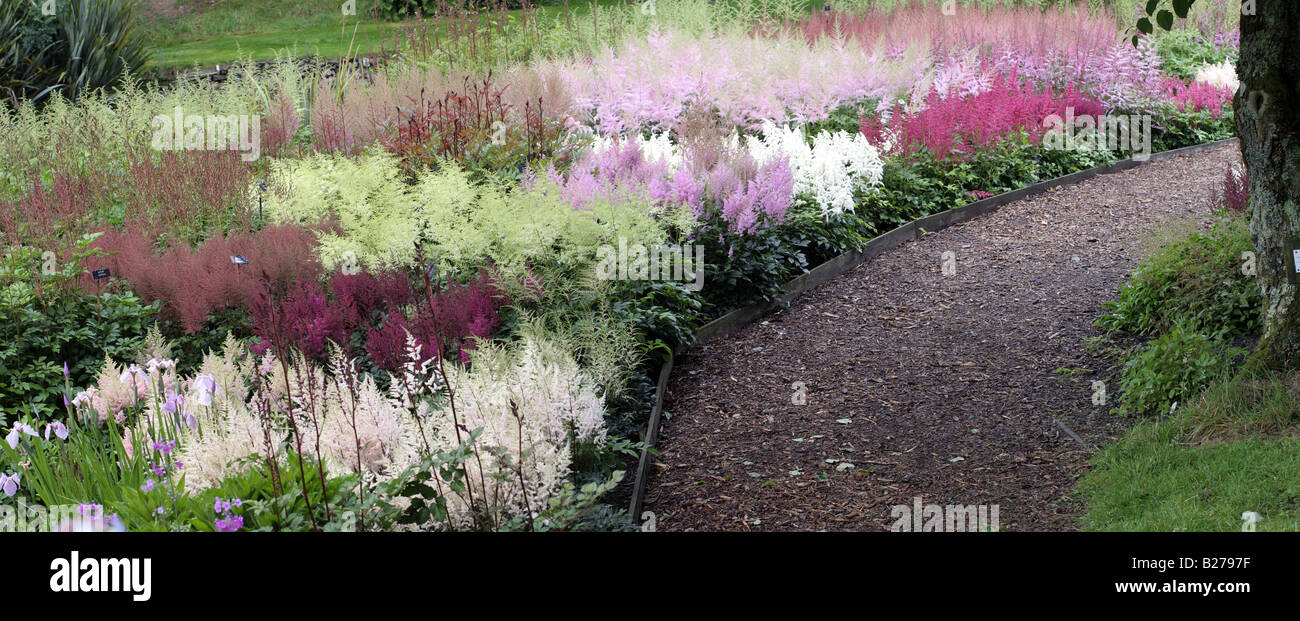 NATIONAL COLLECTION OF ASTILBE AT MARWOOD HILL GARDEN DEVON UK Stock Photo