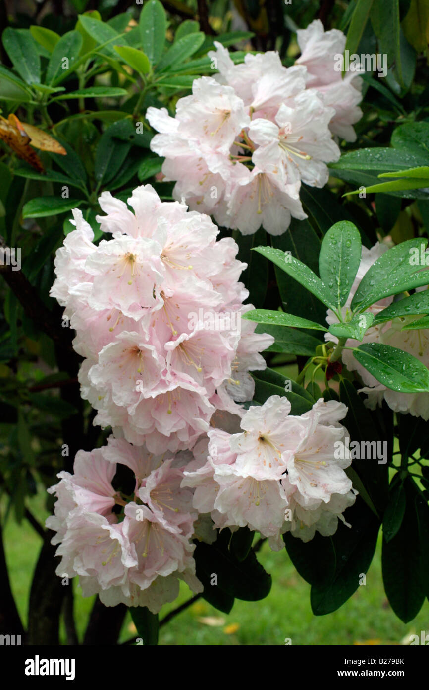 rhododendron marylou My Mary Native Azalea main image 1