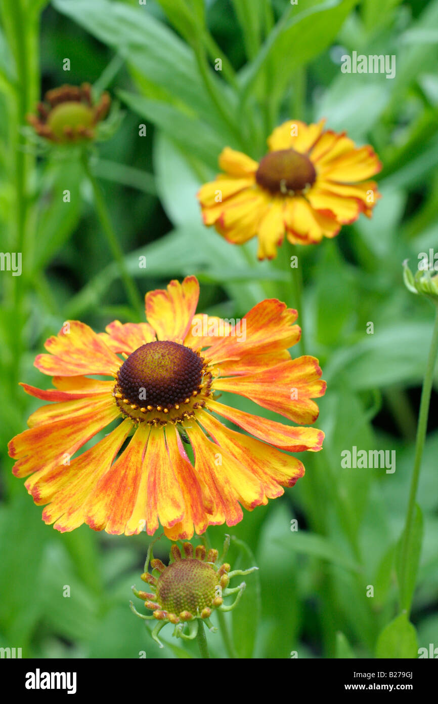 HELENIUM THE FORM FOUND IN THE NETHERLANDS AS KUPFERSPRUDEL Stock Photo
