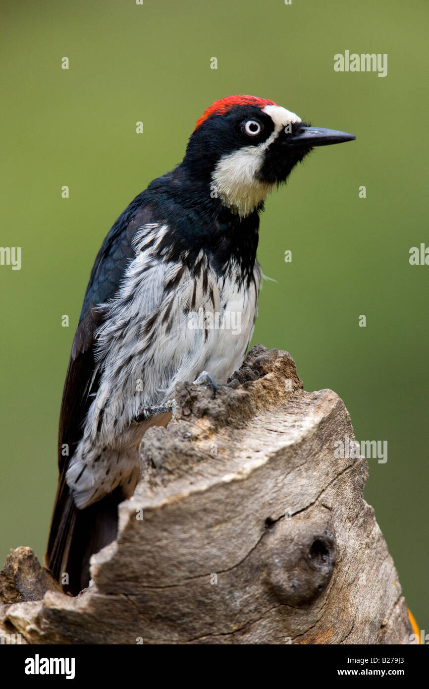 Acorn Woodpecker Hi res Stock Photography And Images Alamy