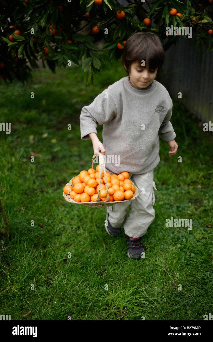 Child picks previous night's windfall oranges from garden Stock Photo