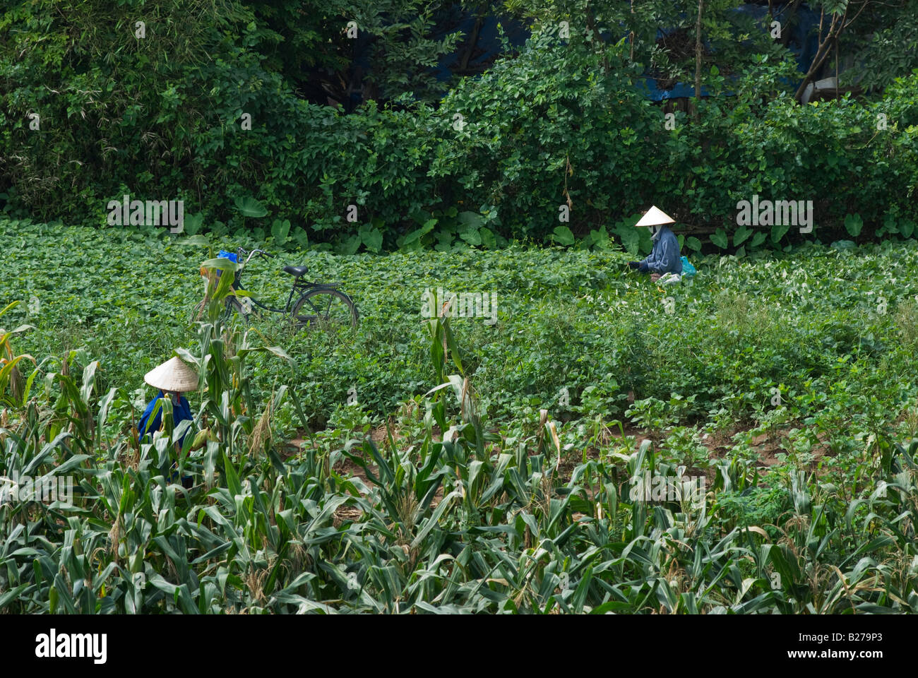 Two Vietnamese female farmers working on their field Stock Photo - Alamy