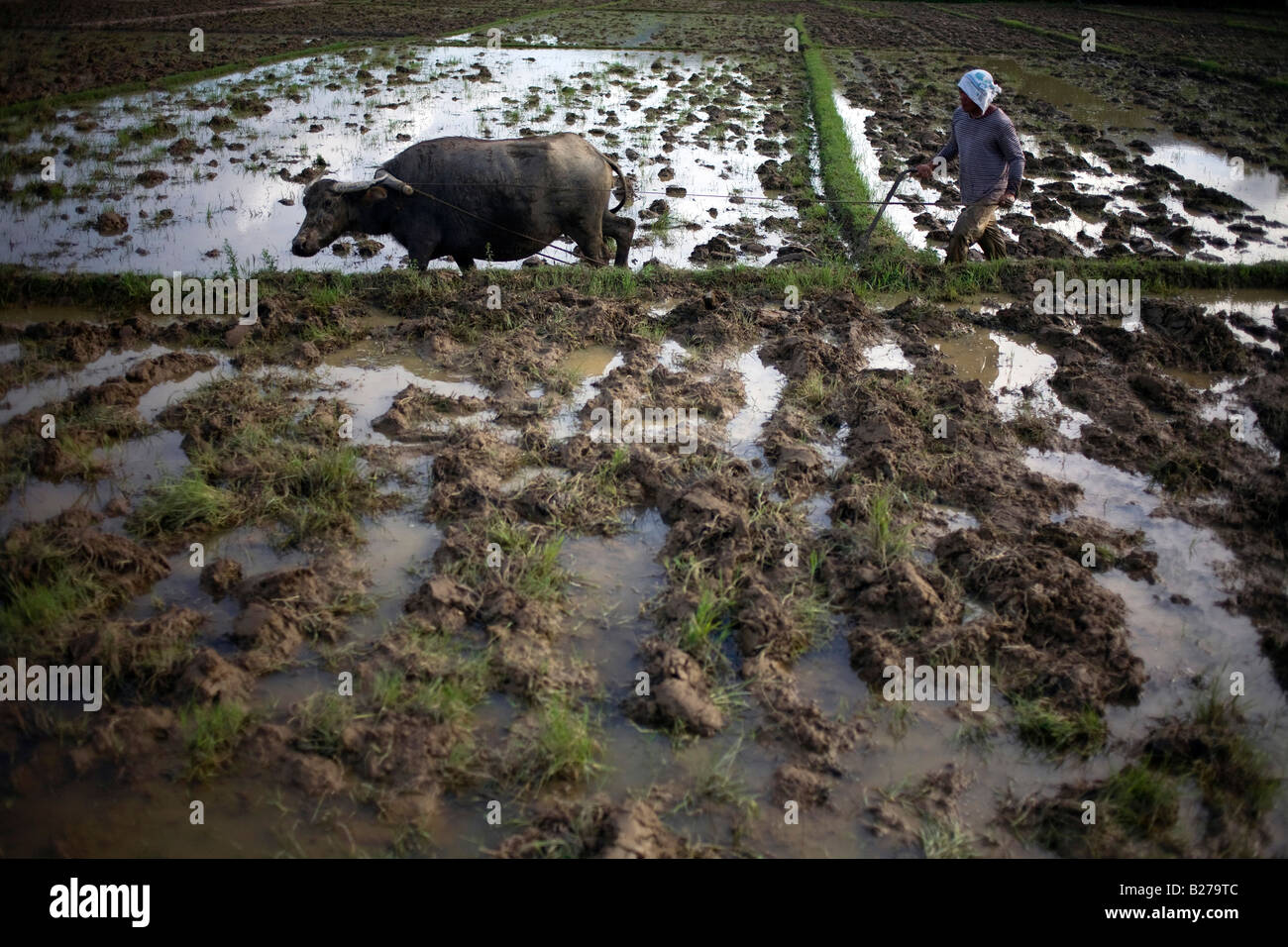 A Filipino worker drives a carabao while tending a rice field near Mansalay, Oriental Mindoro, Philippines. Stock Photo