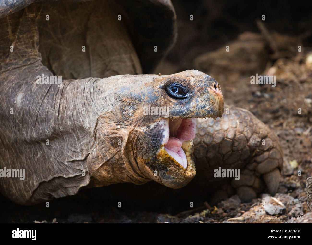 A giant tortoise yawning aggressively in the Galapagos Islands Stock Photo