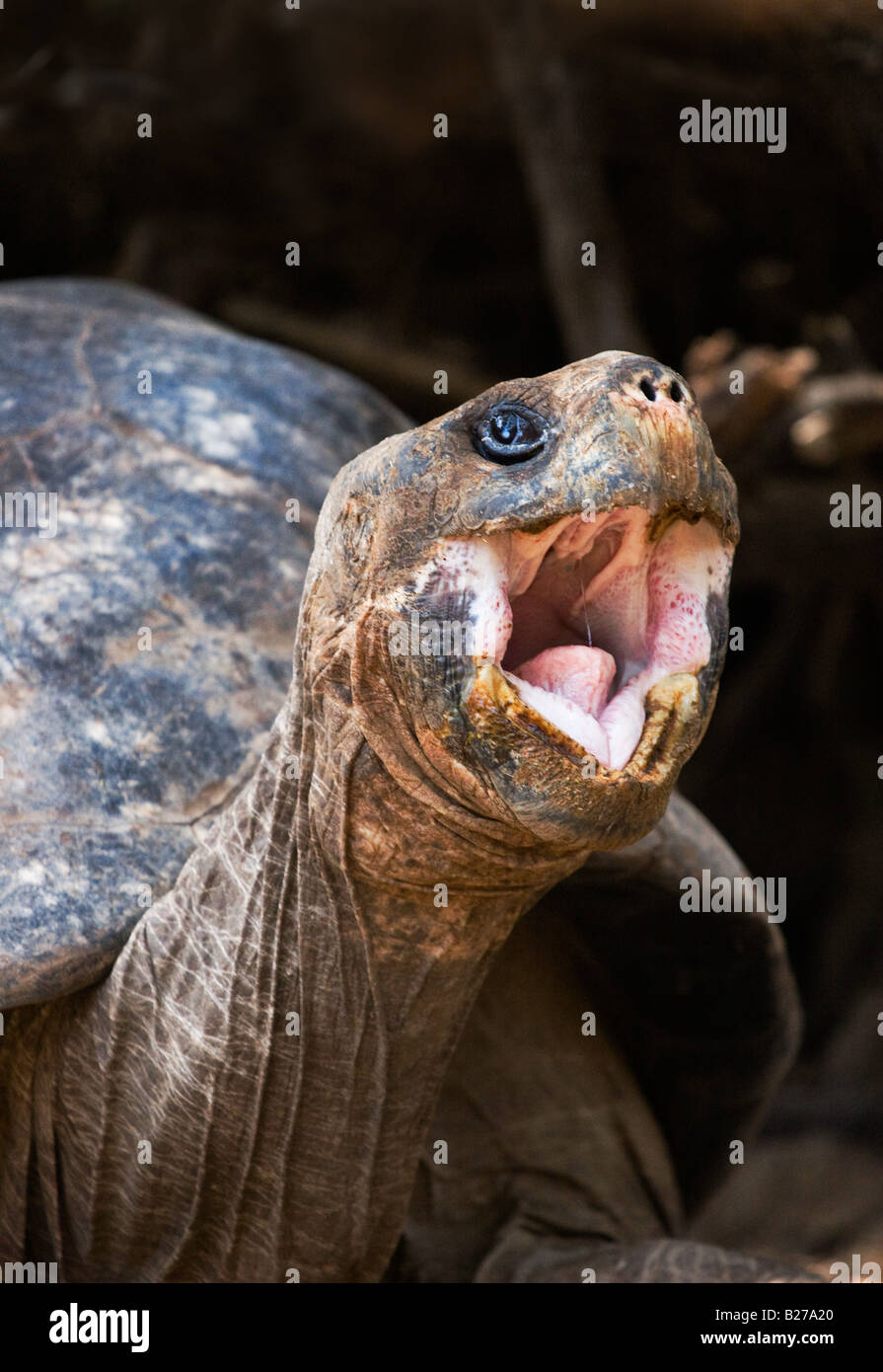 A giant tortoise yawning aggressively in the Galapagos Islands Stock Photo