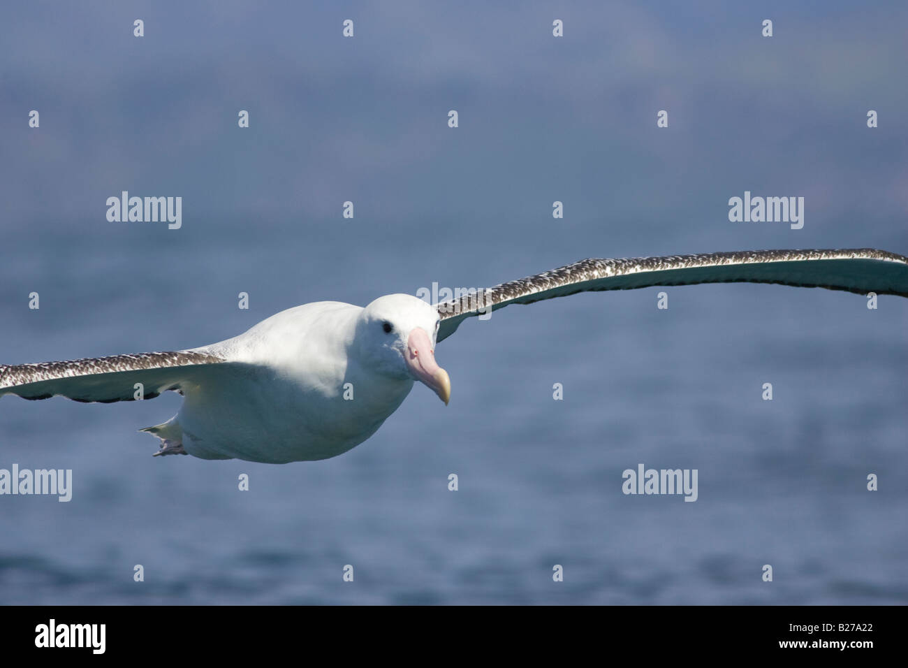 Gibsons wandering albatross hi-res stock photography and images - Alamy